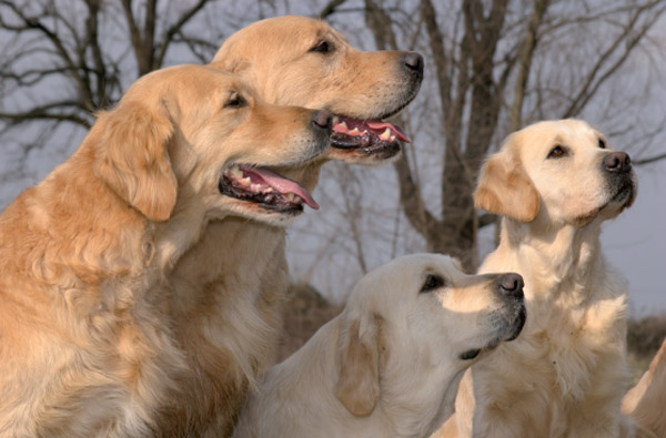 Ti Presento Il Cane Golden Retriever