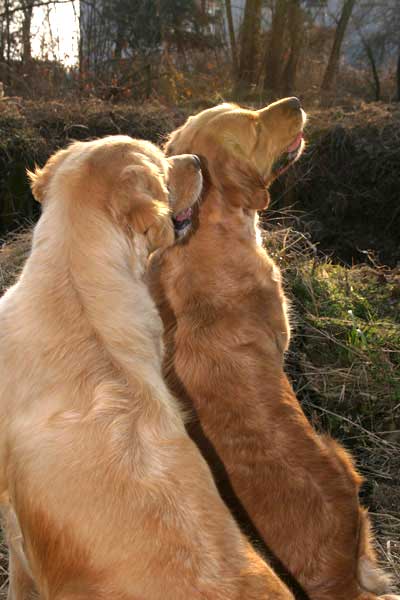Ti Presento Il Cane Golden Retriever