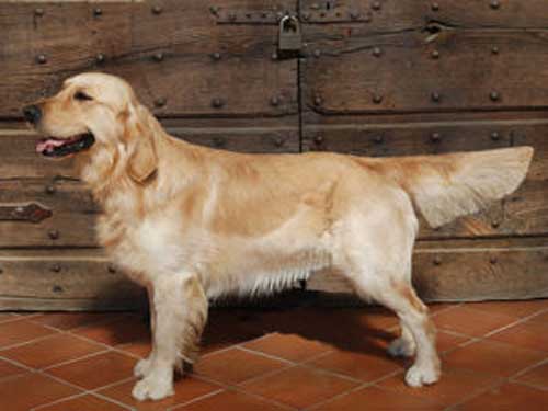 Ti Presento Il Cane Golden Retriever