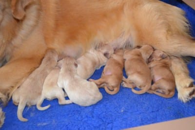 la cagna deve avere almeno una cucciolata nella vita?