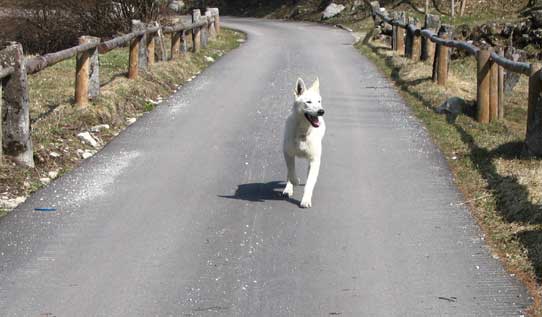 Il cane che non c’è – parte seconda: i condizionamenti ambientali