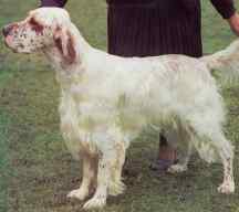 pappagenoallyearround