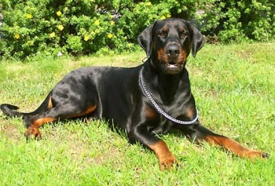 Dobermann_integro