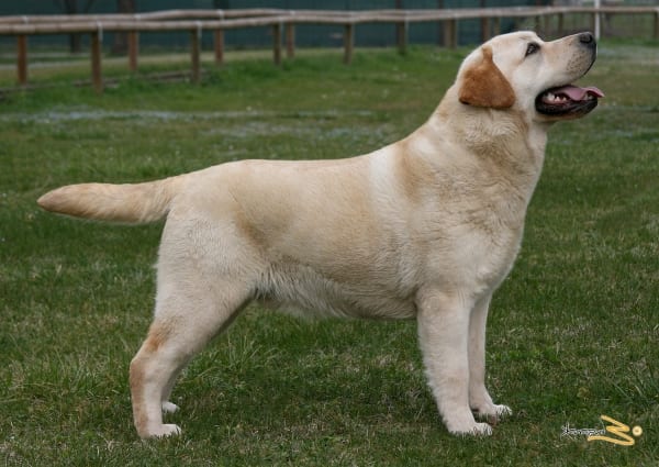 labrador_oggi