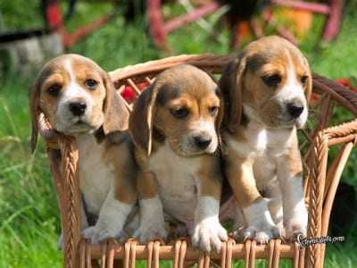Cuccioli di Beagle