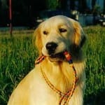 guinzaglio retriever