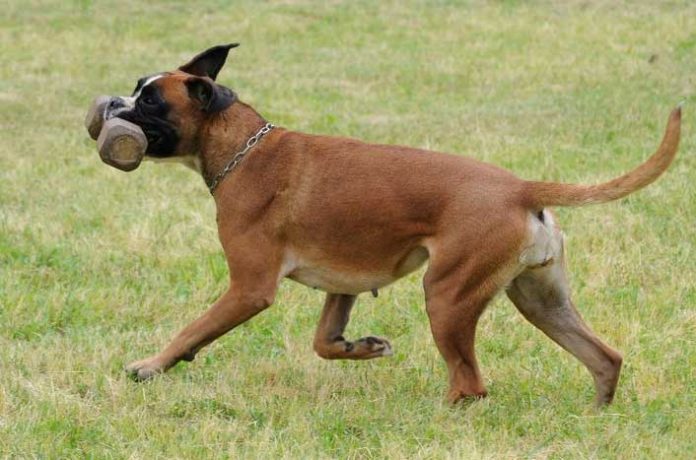 Il carattere del Boxer