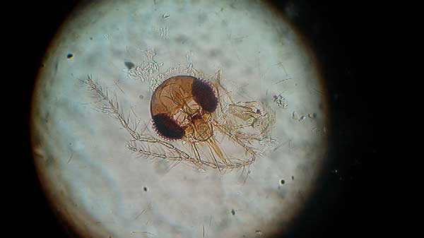 Conoscere meglio i… vampiri (zanzare e flebotomi) per difendere meglio il cane