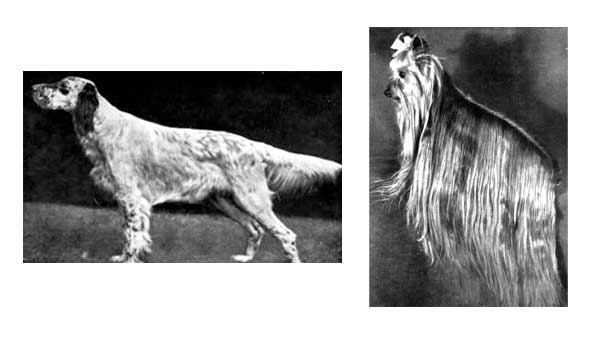 Come eravamo: setter inglese e yorkshire terrier