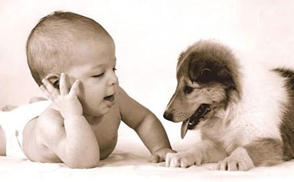 Il cane che non c’è – parte terza: comunicare con il cane