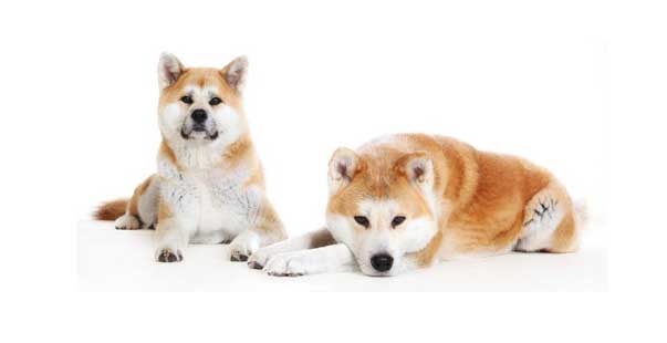 Targa Metallo "Attenzione Al Cane" – Razza Akita Inu, Dimensioni 150x100 Mm, Prodotta In Francia