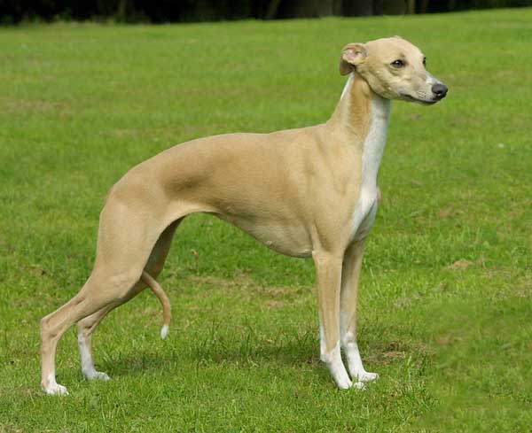 Pannello Decorativo Per Cane O Piano Cottura Whippet - 20x10 Cm, In PVC E Vinile, Antigraffio E Anti UV