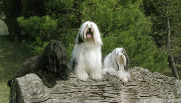 Ti presento… il Tibetan Terrier
