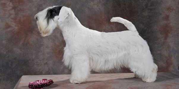Ti presento il…Sealyham Terrier