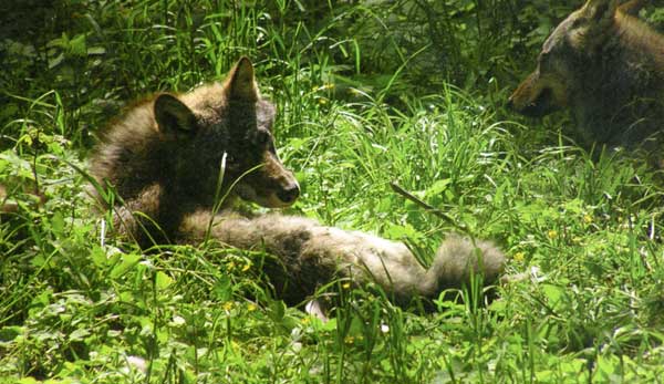 Dossier: da lupo a cane – parte prima