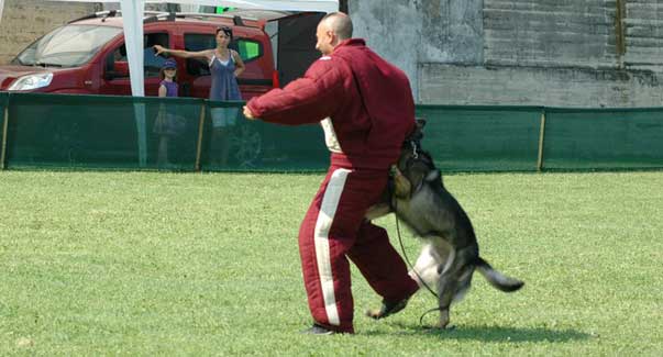 Lavorare con il cane: regole base