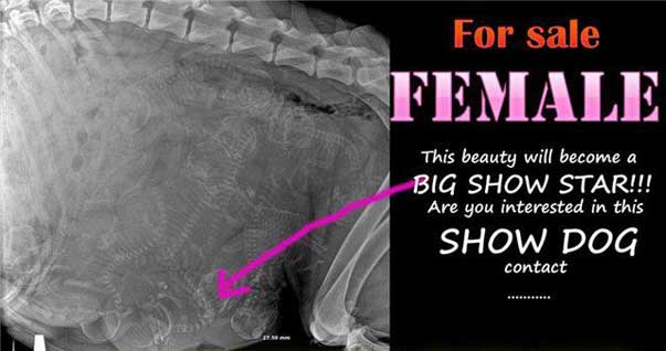 Feti da Best in Show!