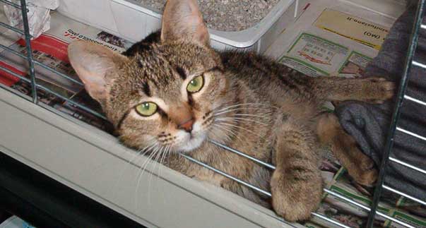 Quando si pensa ai gattili…