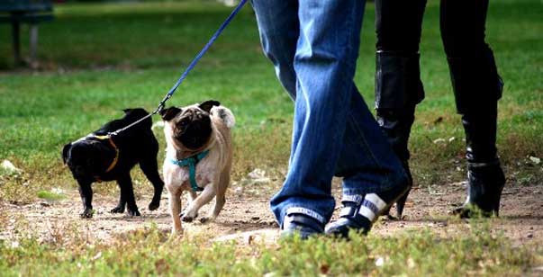 Leggi, ordinanze, obblighi? Ecco la Risposta Definitiva