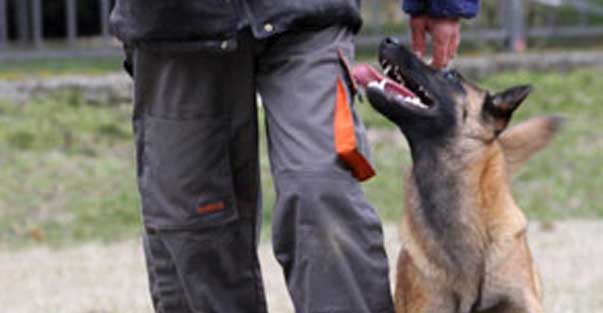 Deprivare o sedurre? Il cane sportivo e la responsabilità etica del conduttore