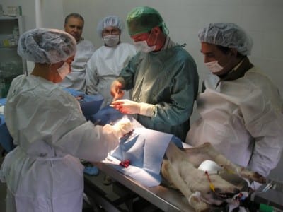 sterilizzazione-di-un-cane2