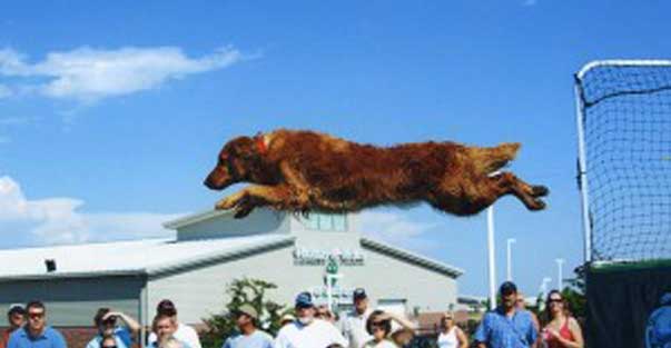 Le Cinolimpiadi di “Ti presento il cane”