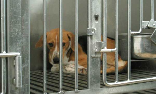 Green Hill sotto sequestro!