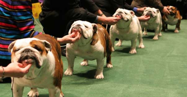 Le expo, questi infami luoghi di tortura…