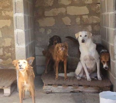 Quando non vengono adottati, siccome i volontari sono pochi ed hanno pochissimo tempo per socializzare i cuccioli, i cani diventano timorosi nei confronti dell'uomo. Per alcuni sarà ancora possibile rimediare, per altri sarà davvero difficile. 