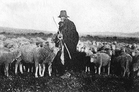 pastore_abruzzese