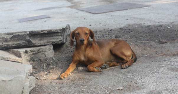 Lo strano caso dell'”etologa” che disincentiva le adozioni