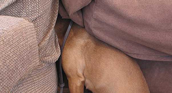 Il cucciolone/adulto in allevamento: possibili problemi di socializzazione