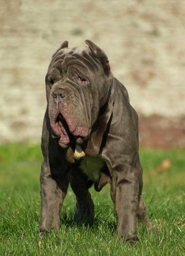 Cartello Avviso Cane Mastino - Pannello In PVC 30x15 Cm Con Testo Normativo Per Proprietà