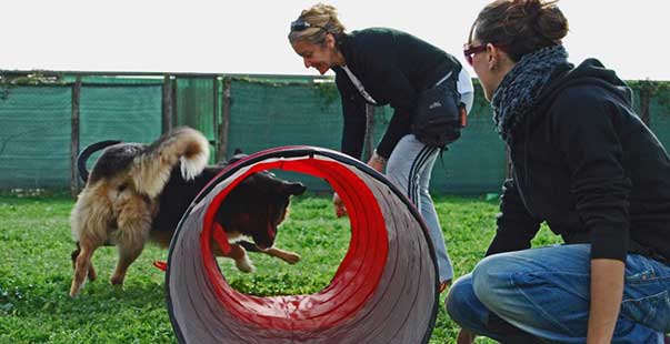Una giornata di pratica cinofila (impressioni di un’aspirante educatrice)