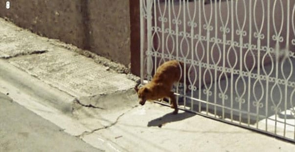 Cronaca di una cattura: ovvero, come passare un tardo pomeriggio alternativo