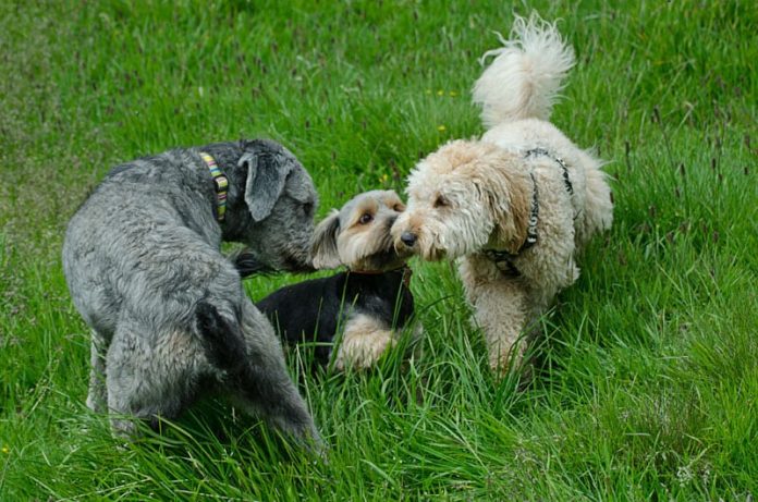 Cani senza guinzaglio nei parchi di Milano: perchè non sono d’accordo
