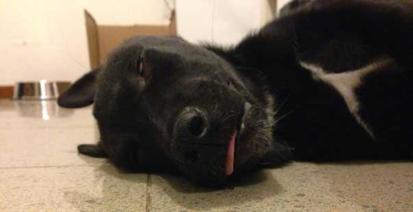 Avere un cane per me