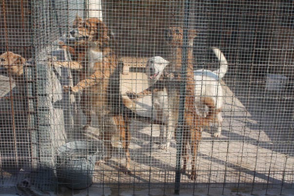 Avola 2013: tutto uguale o tutto diverso?