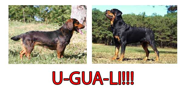 Ancora giornalismo a quattro zampe… e da quattro soldi