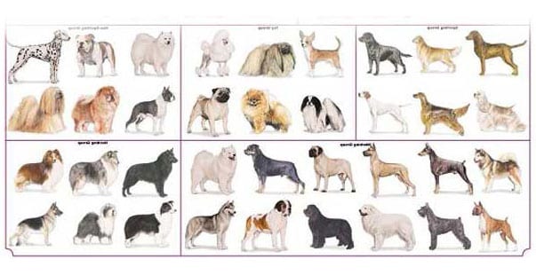 Problematiche di allevamento, pressione selettiva e biodiversità