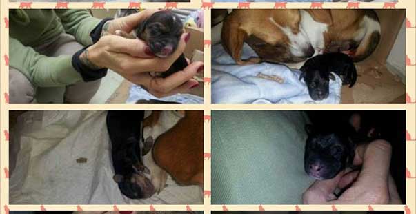 Dora: l’happy end dell’happy end