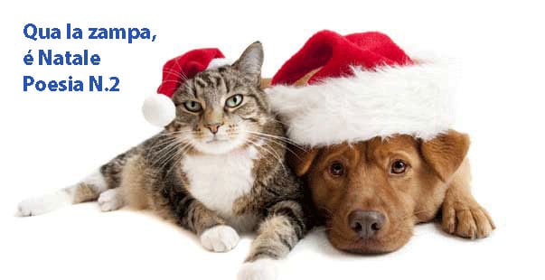 Qua la zampa, è Natale: poesia N.2 – Luci dalle vetrine (Natale è vicino)