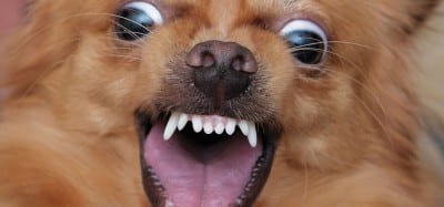 Killer_chihuahua_by_AIRt