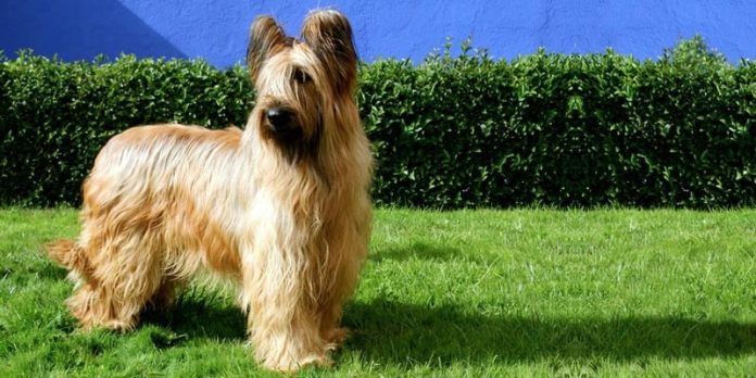 Intervista con… il Pastore della Brie