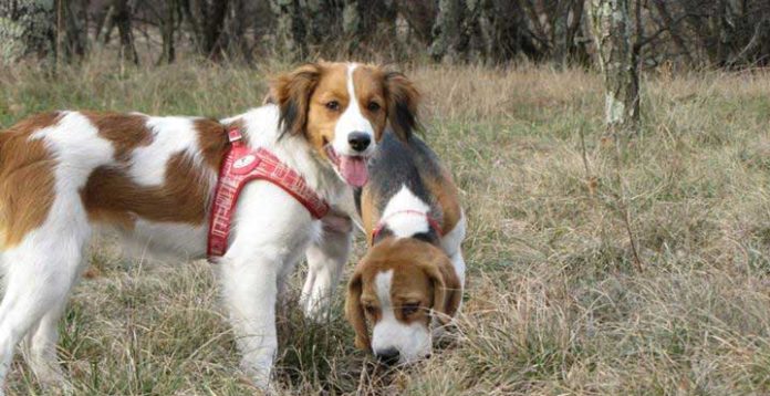 Me la sono cercata (a spasso con un Kooikerhondje)