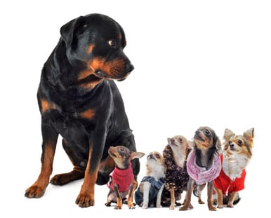 rottweiler et chihuahuas