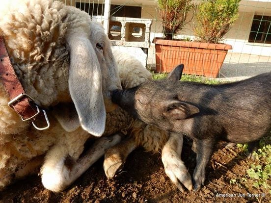 1969274_828146693896337_1027206692225184910_n