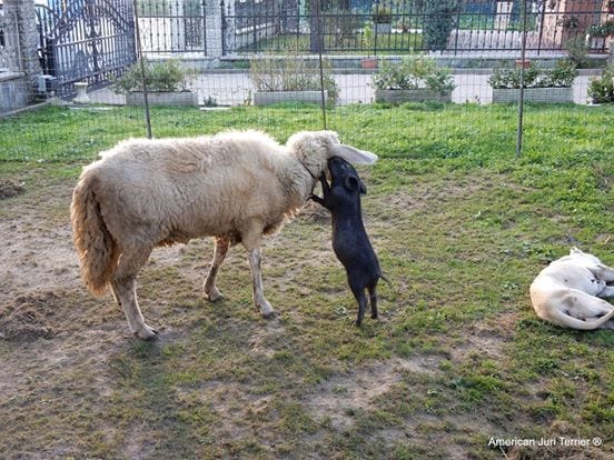 10690054_825167487527591_8524293828512871056_n