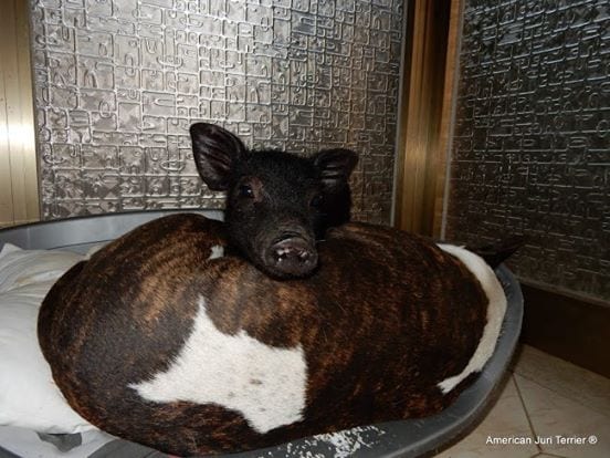 1014068_817366381641035_27181546658049401_n