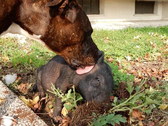 10702187_827432517301088_8173061242581314323_n